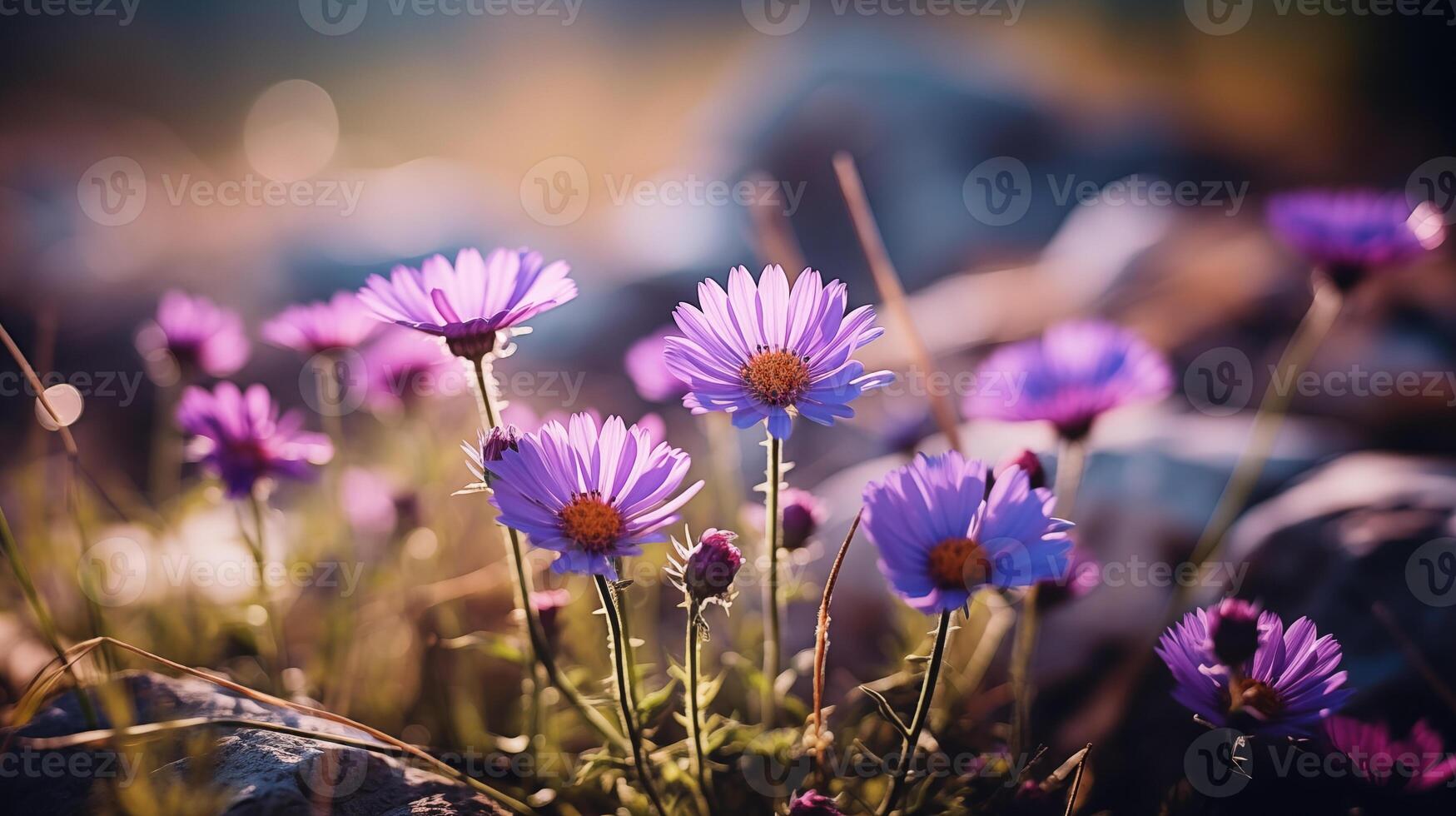 Purper wilde bloemen gloeiend in gouden zonsondergang licht Aan een rotsachtig terrein foto