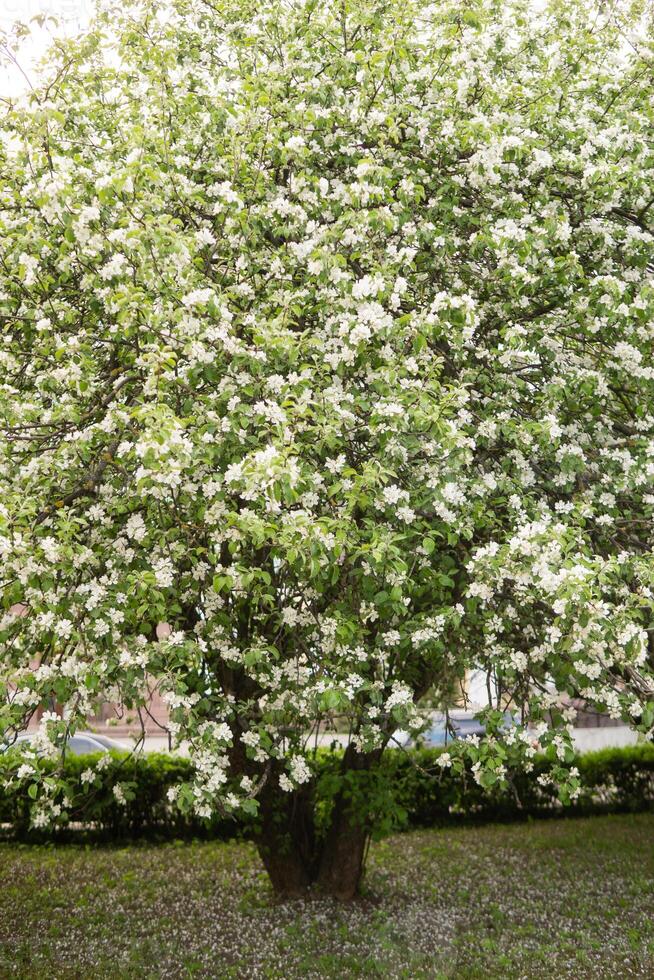 een appel boom in een bloeiend park, de algemeen plan. bloeiend takken van een appel boom met wit bloemen, een achtergrond van voorjaar natuur foto