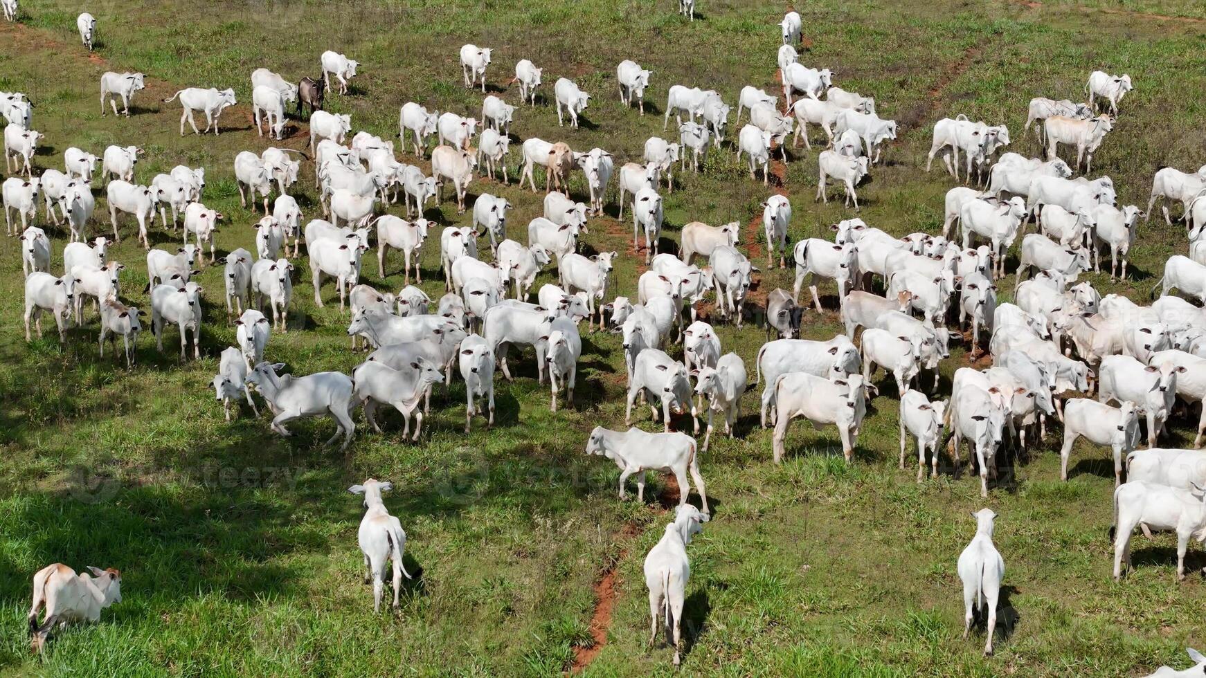 veld- weiland Oppervlakte met wit koeien begrazing foto