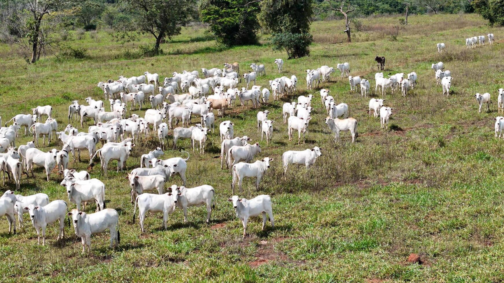 veld- weiland Oppervlakte met wit koeien begrazing foto