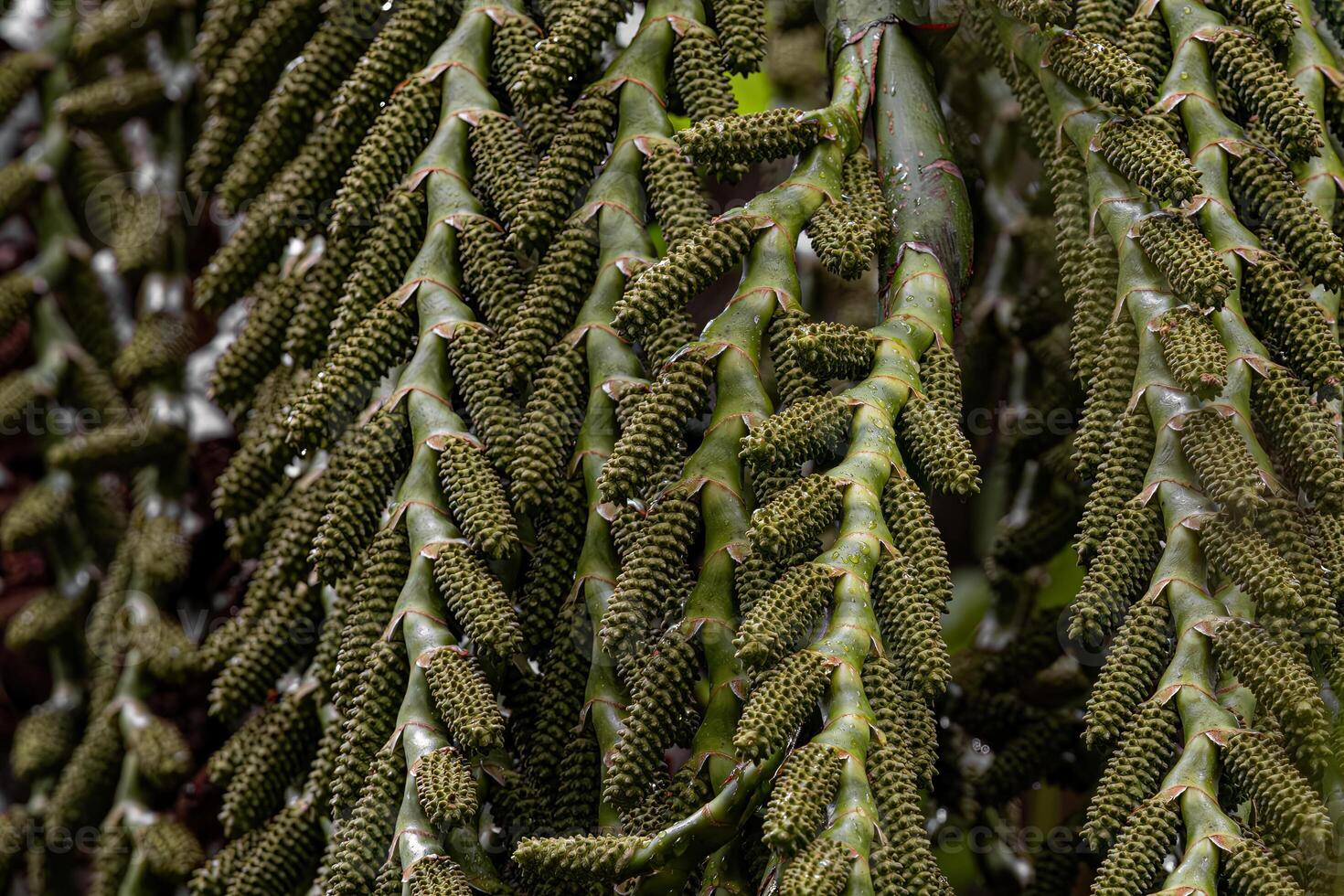 bloemen van de Buriti palm boom foto