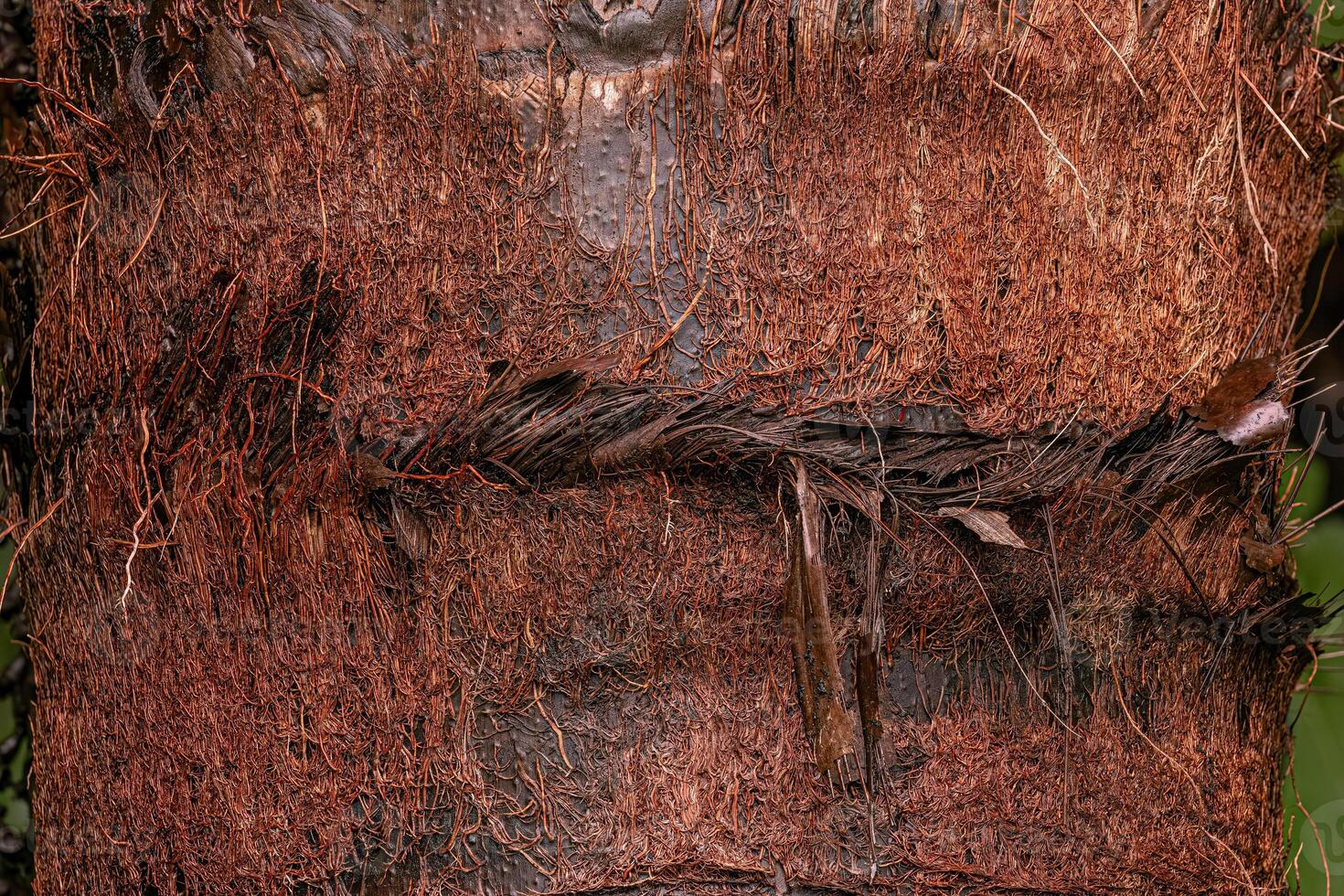 romp van de Buriti palm boom foto