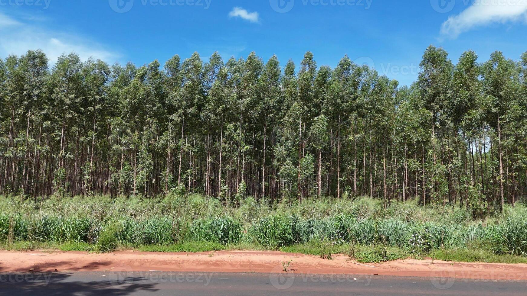 teelt van eucalyptus bomen foto