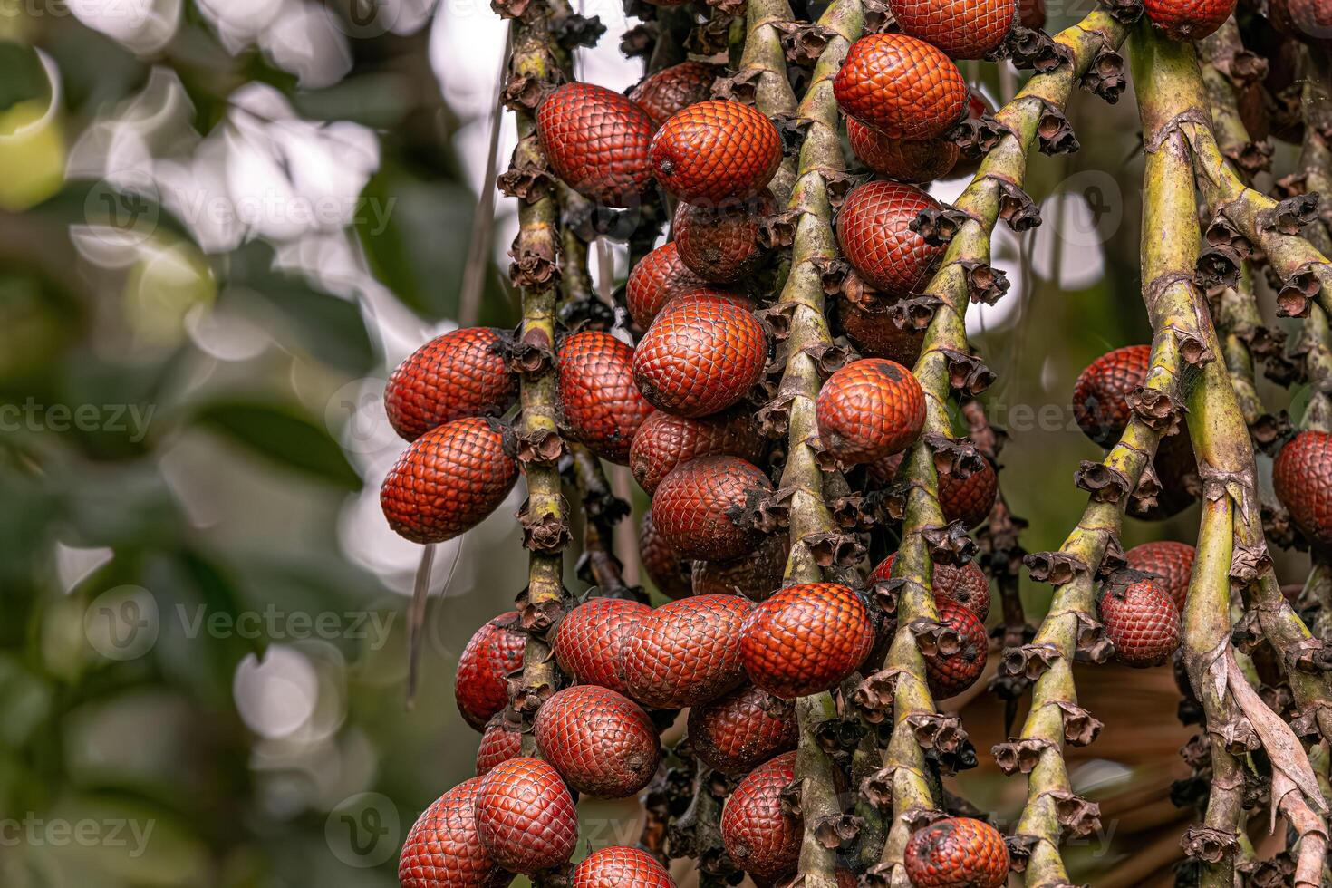 fruit van de Buriti palm boom foto