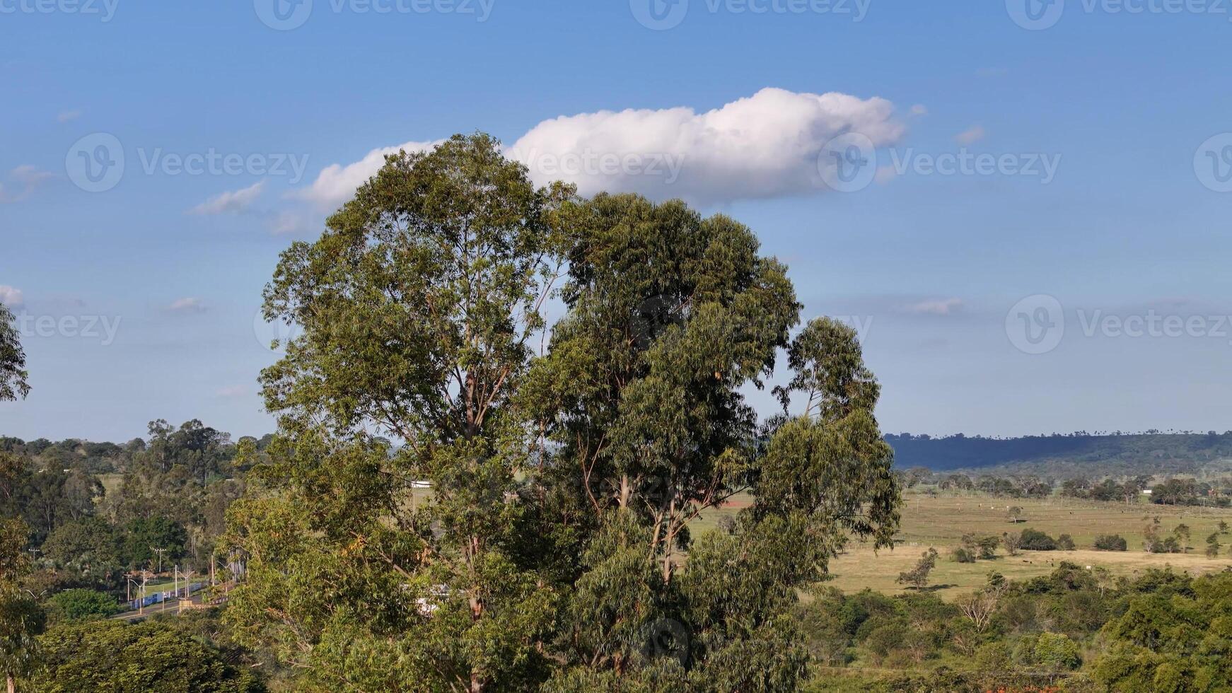 luifel van weinig eucalyptus bomen foto