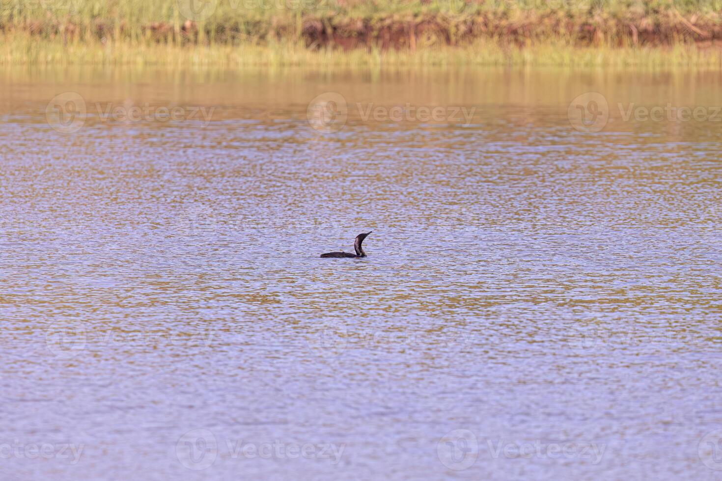 neotroop aalscholver vogel foto