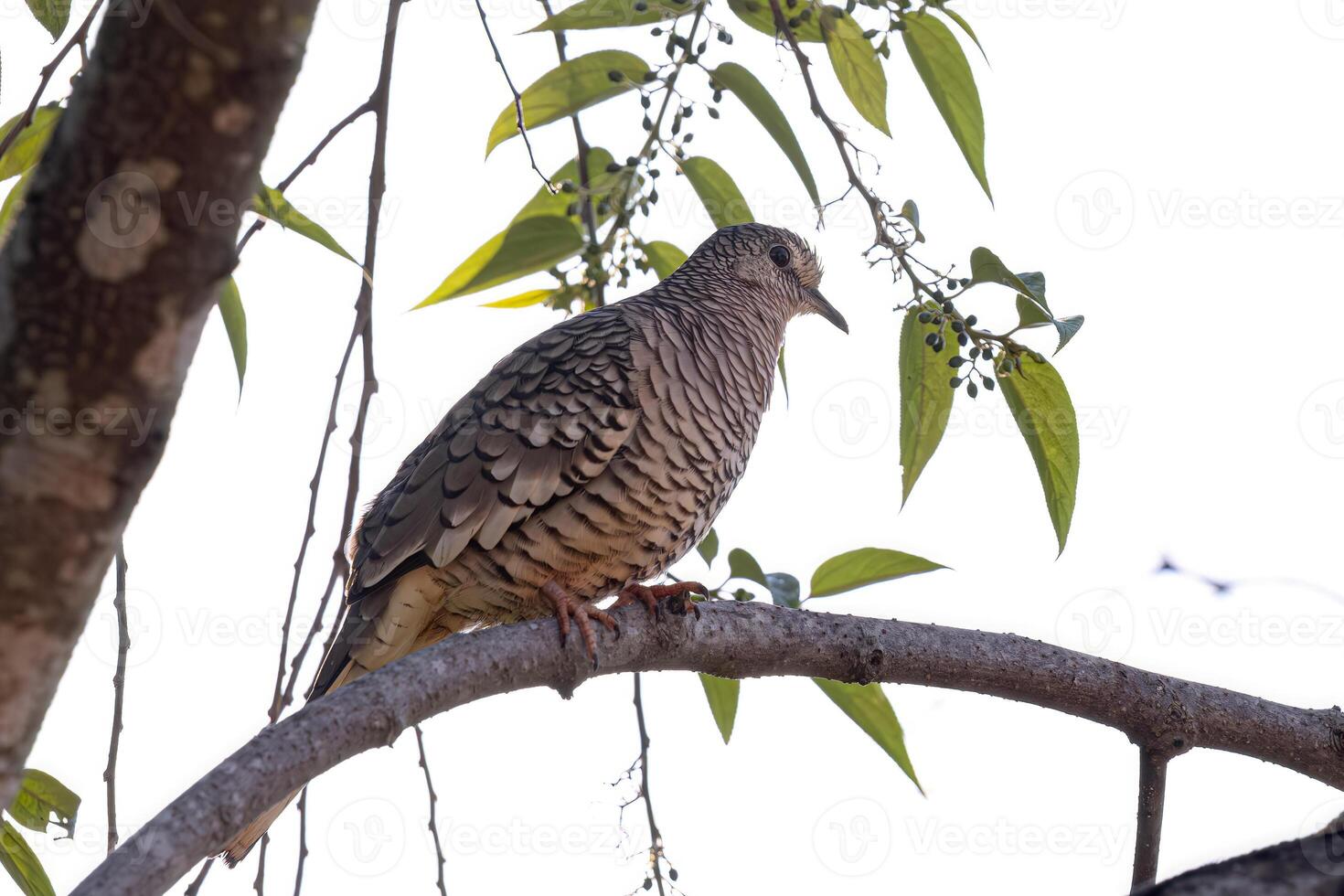 geschaald duif vogel foto