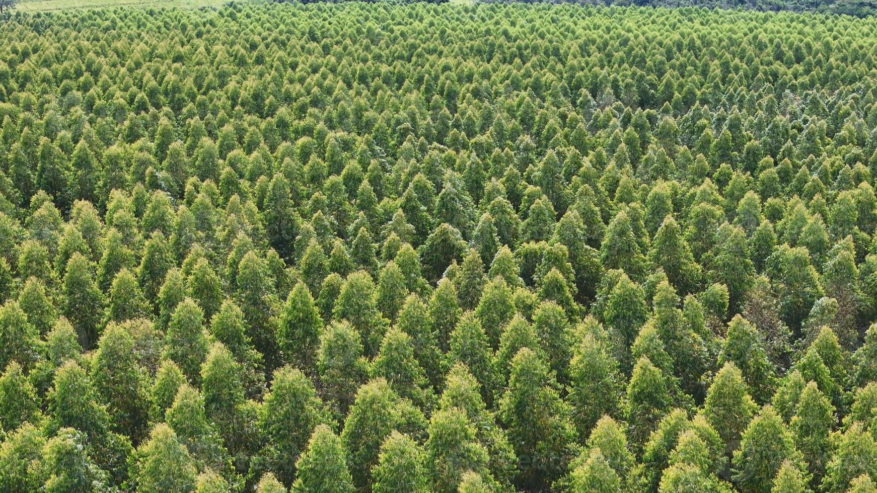 teelt van eucalyptus bomen foto