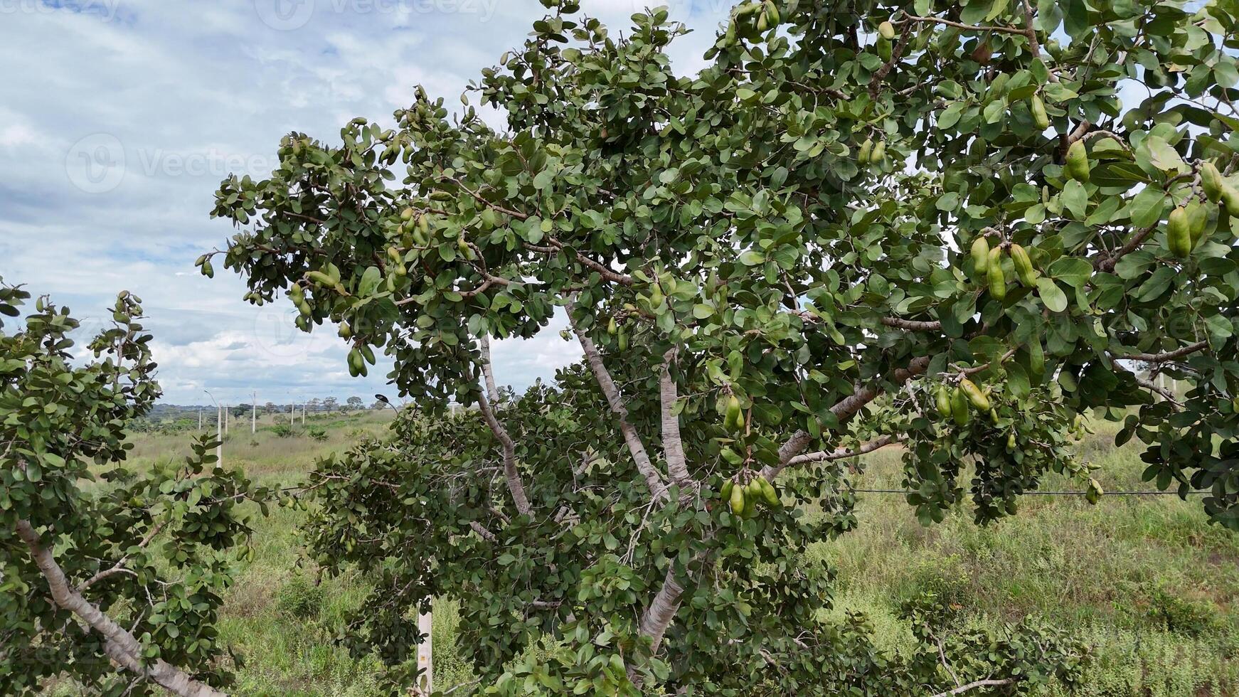 stinkende teenboom met fruit foto