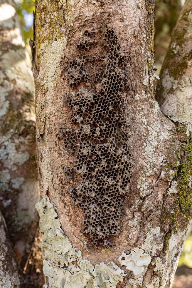 papier wespen oud nest foto