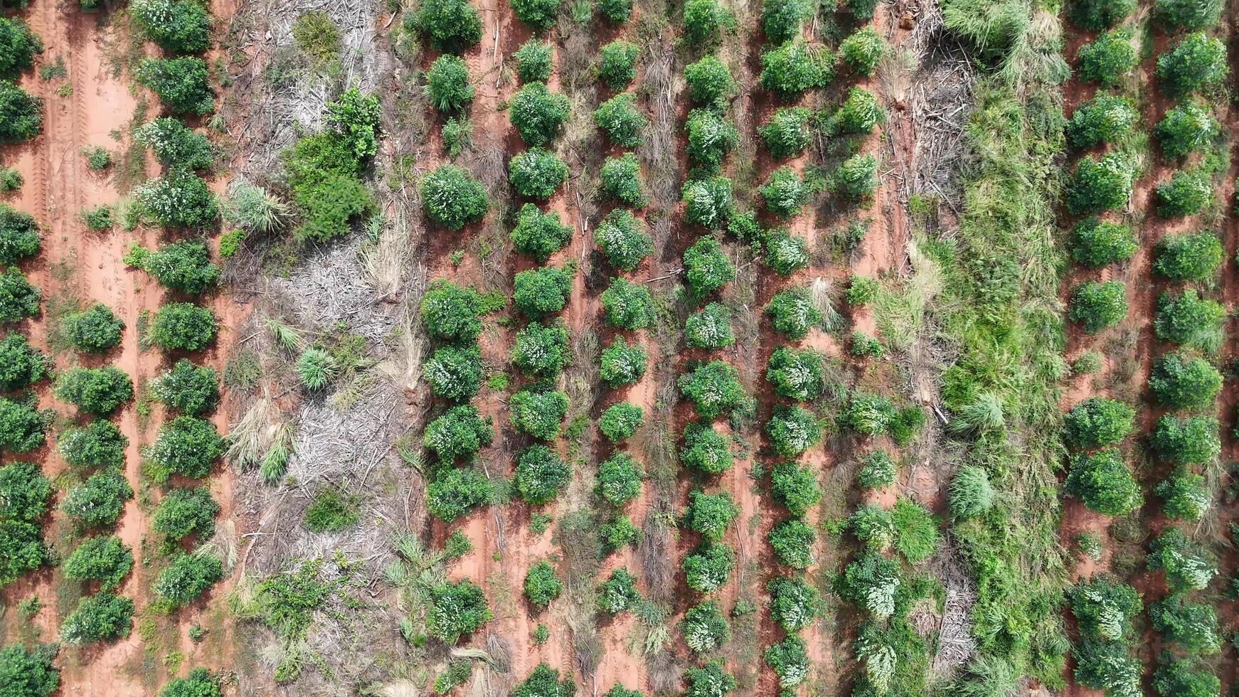 teelt van eucalyptus bomen foto