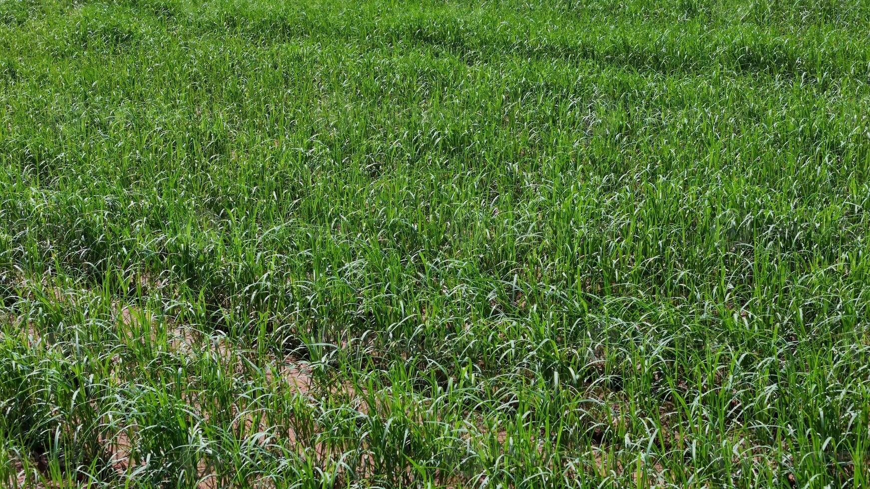 veld- suiker riet teelt foto