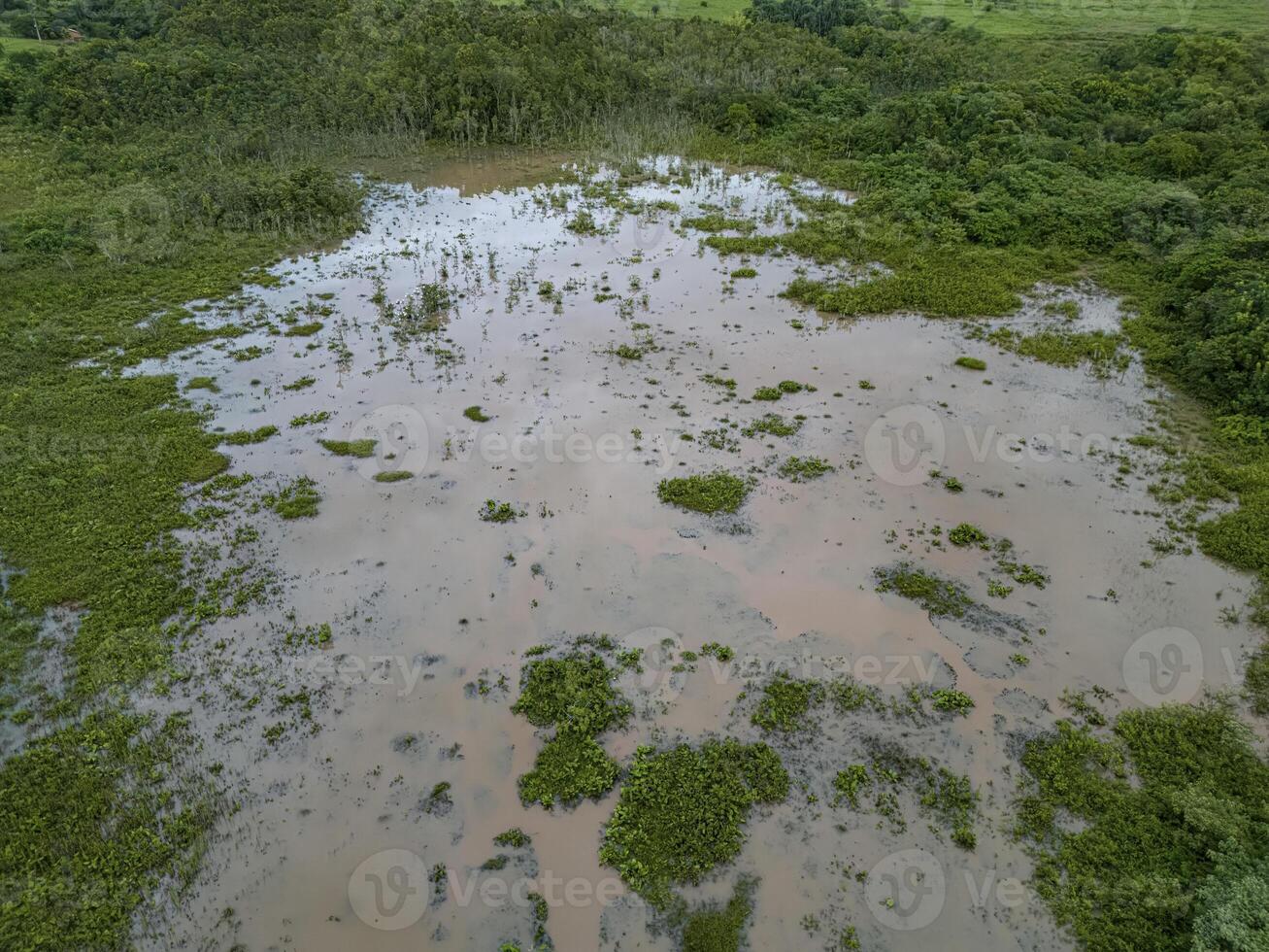 klein moeras in itja goias foto