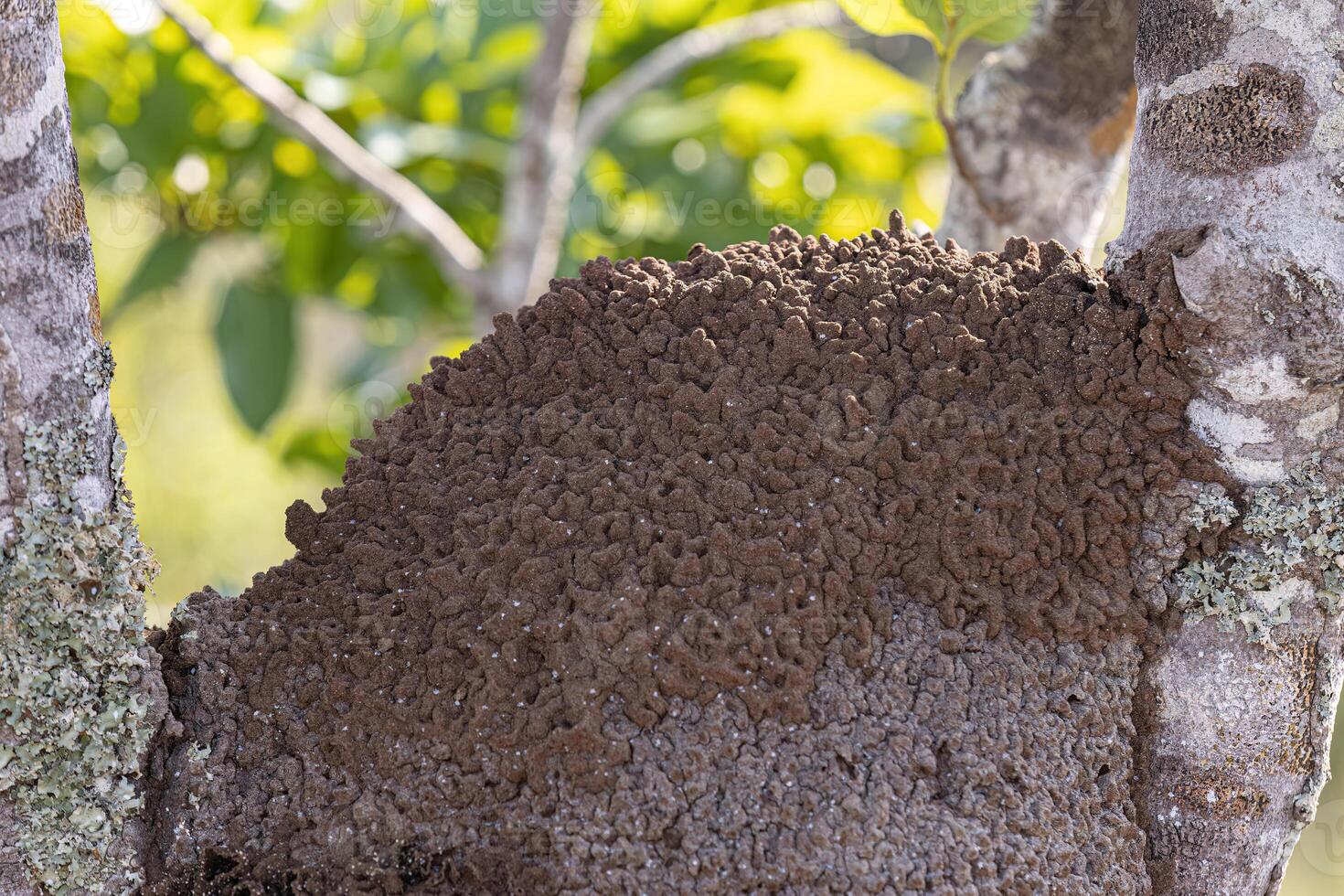 termiet heuvel in een boom romp foto