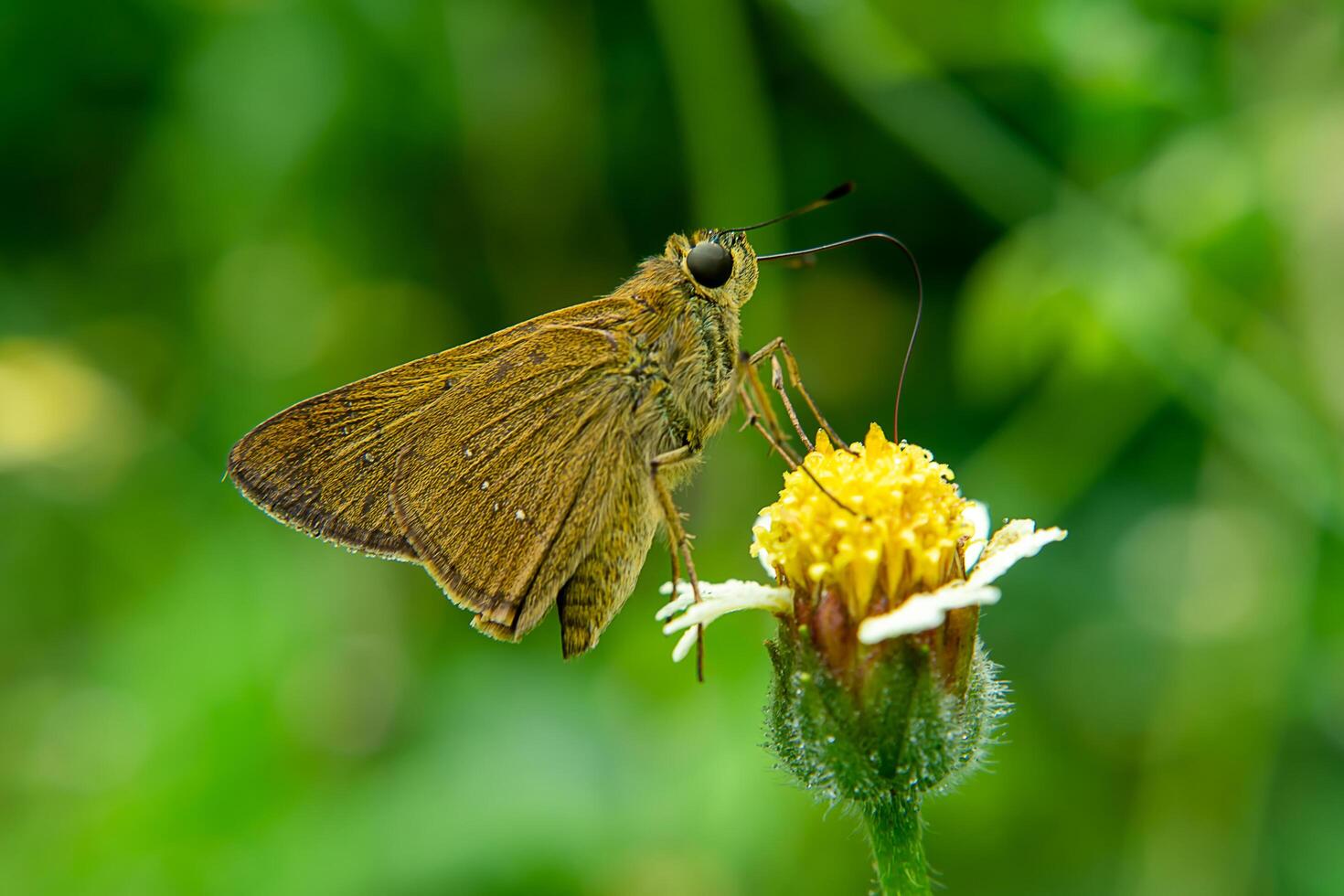 vlinder en bloem. foto