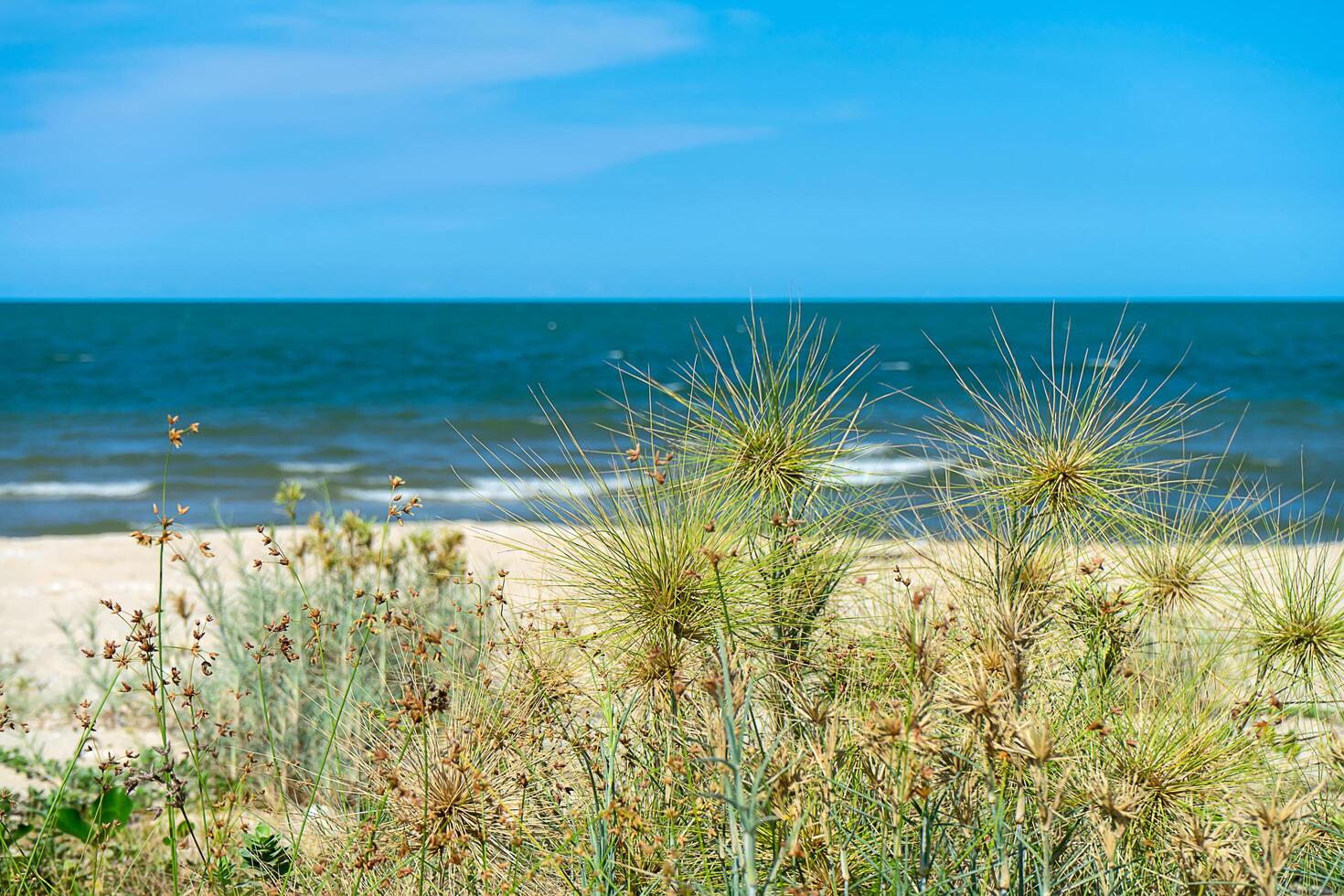 spinifex littoreus gras foto