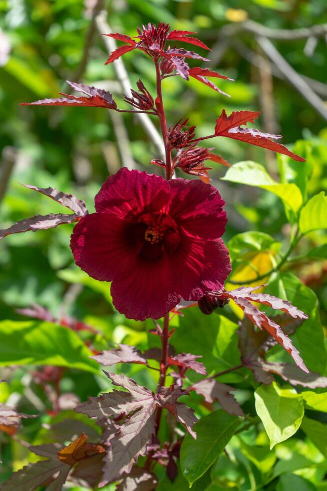 dichtbij omhoog van veenbes hibiscus bloem foto