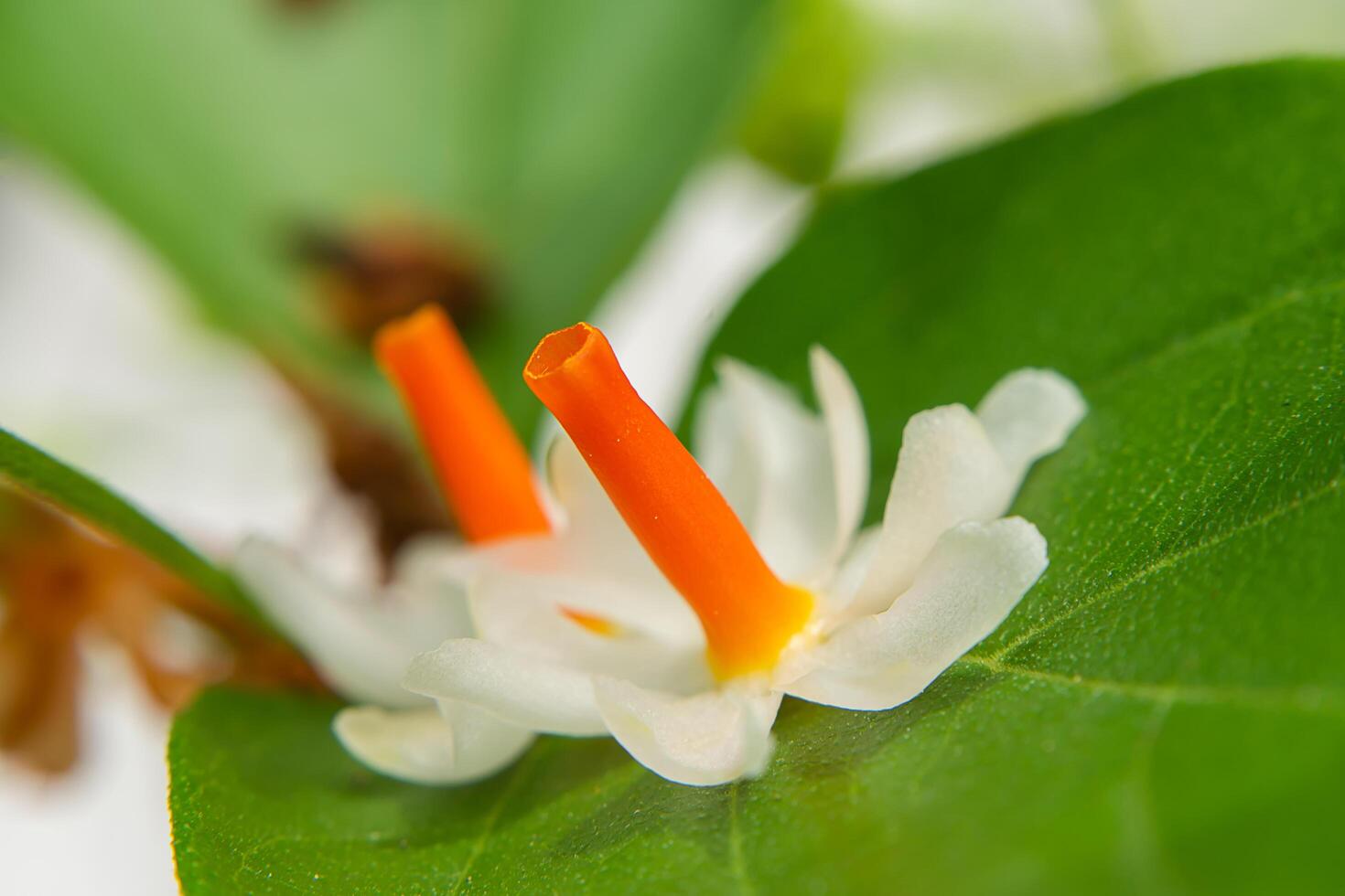 dichtbij omhoog van nacht jasmijn of koraal jasmijn bloem. foto