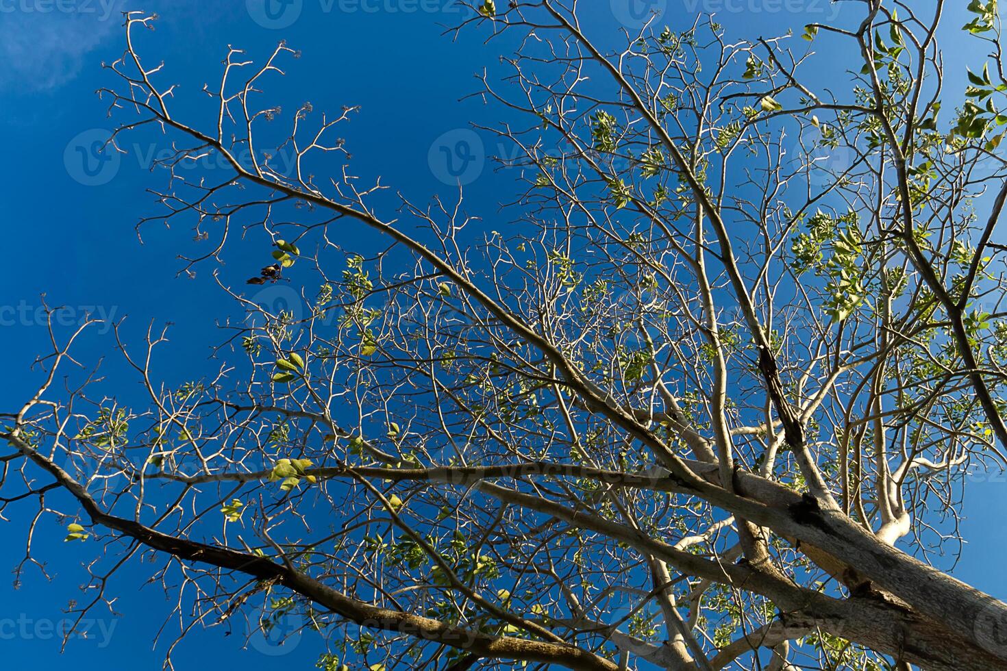 boomtak met blauwe hemelachtergrond foto