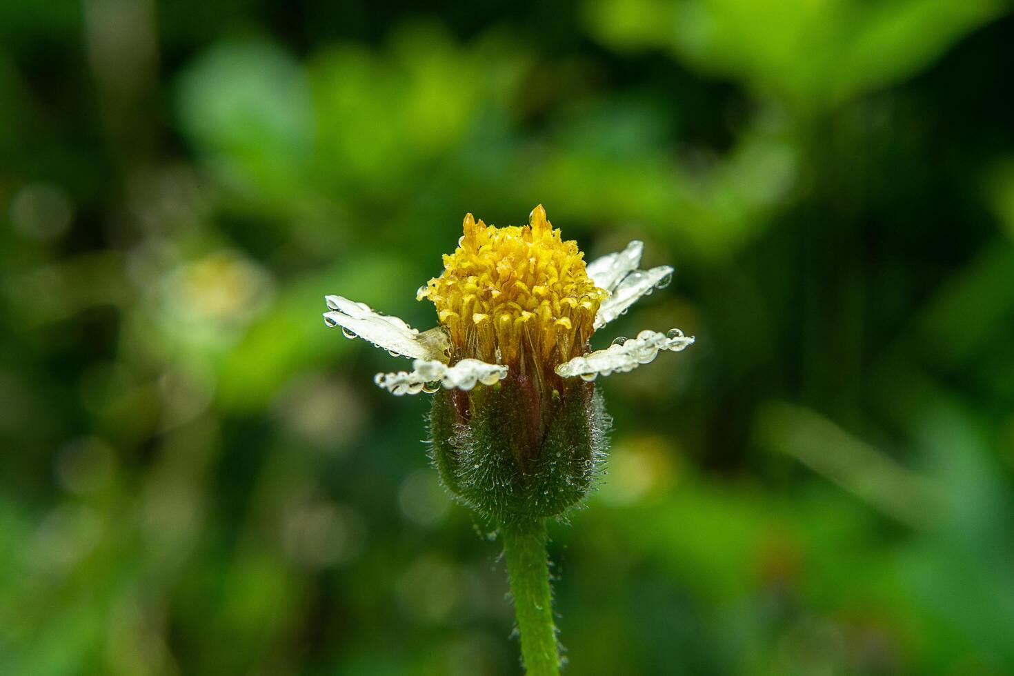 jas toetsen bloem. foto