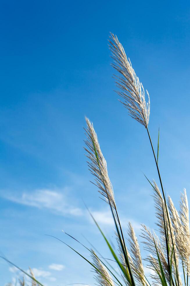 wit gras bloem met blauw lucht achtergrond. foto