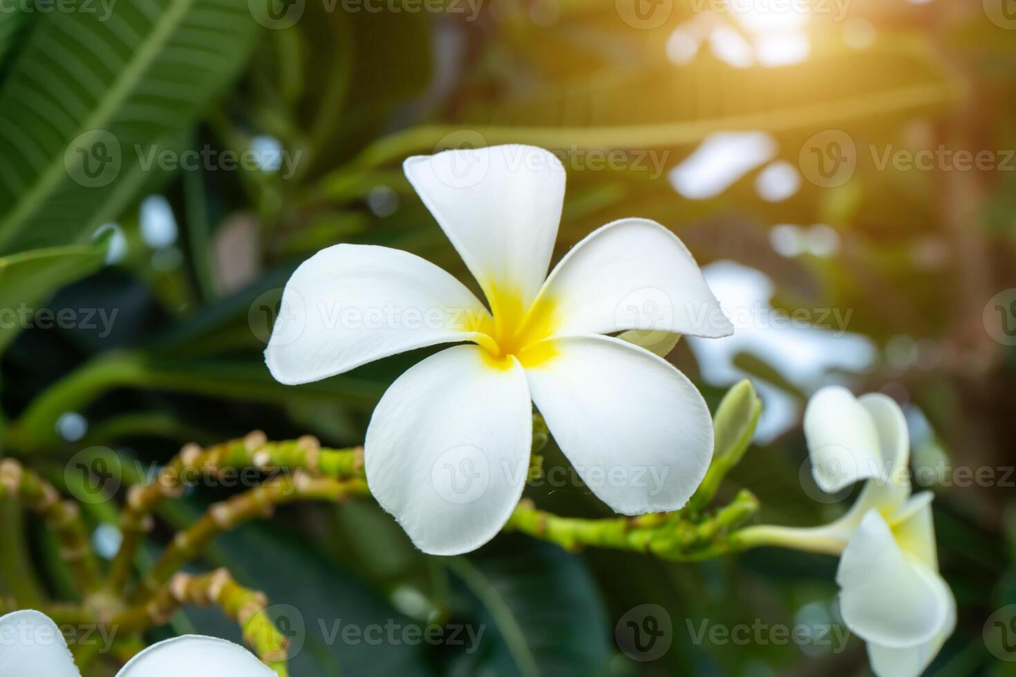 dichtbij omhoog wit frangipani bloem. foto