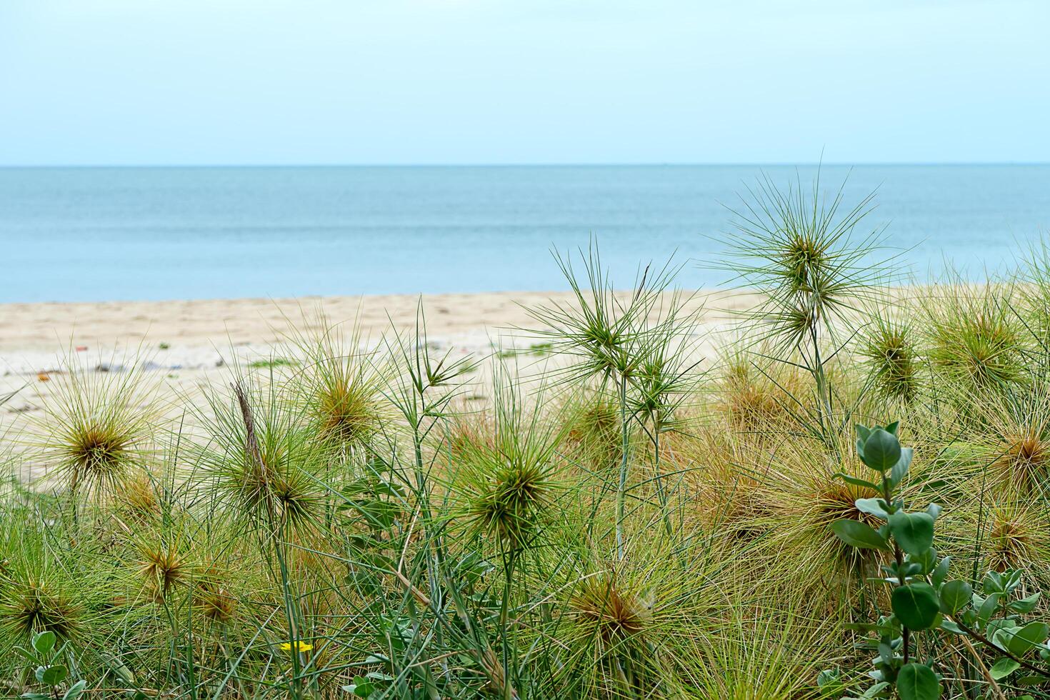 spinifex littoreus gras foto