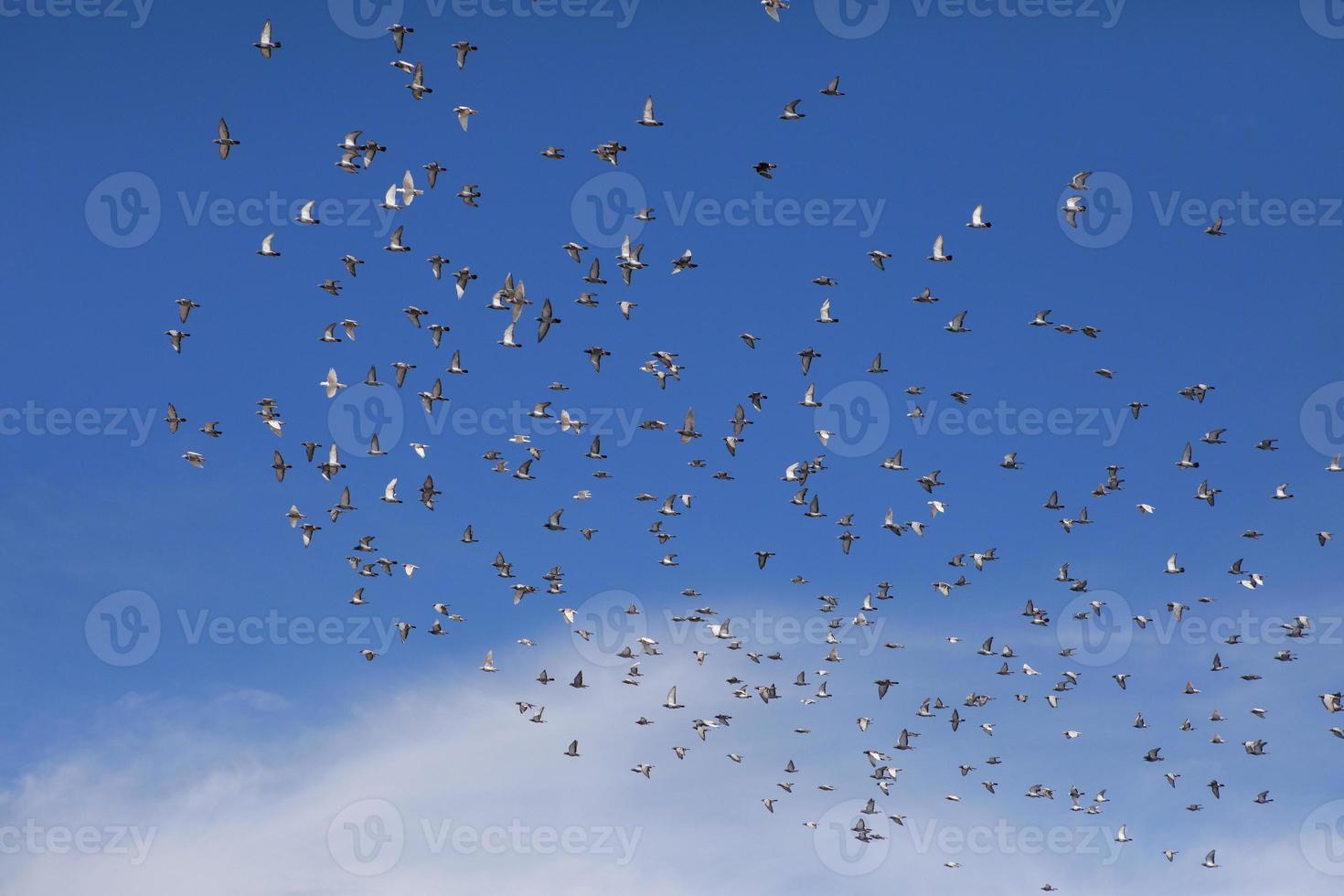 zwerm snelheidspostduif die tegen de blauwe lucht vliegt foto