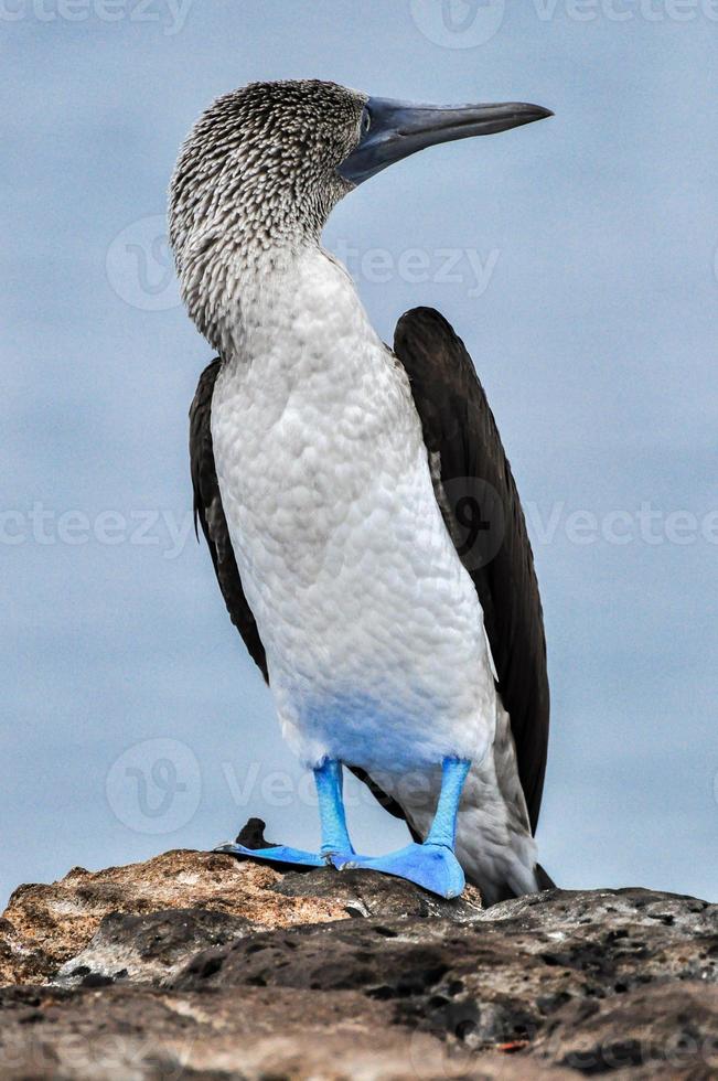 blauwvoetige boobie foto