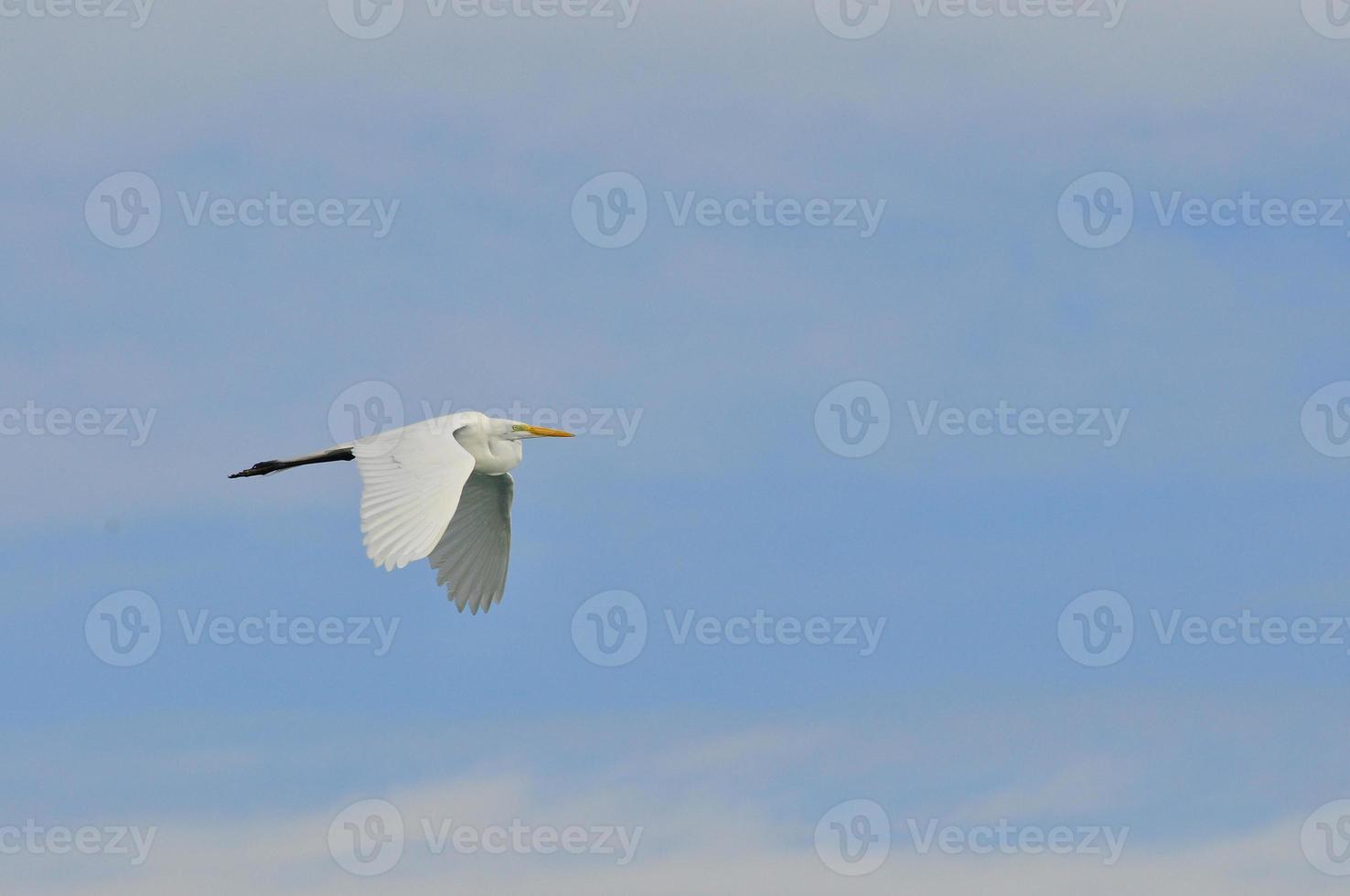 witte reiger vliegen foto