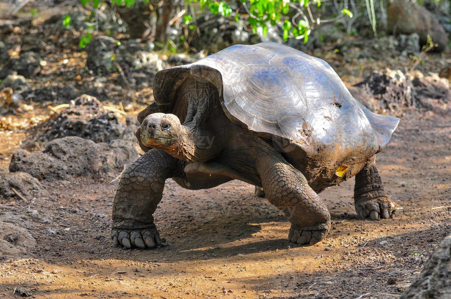 gagalapagos schildpad, galapagos eilanden, ecuador foto