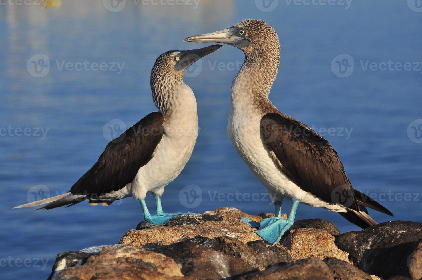 blauwvoetgent, galapagos, ecuador foto