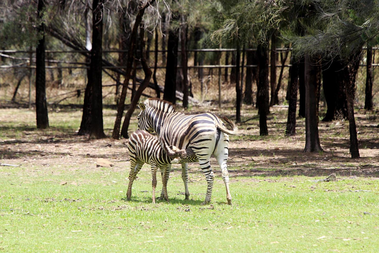 dubbo, australië, 4 januari 2017 - vlaktes zebra uit taronga dierentuin in sydney. deze stadsdierentuin werd geopend in 1916 en heeft nu meer dan 4000 dieren foto