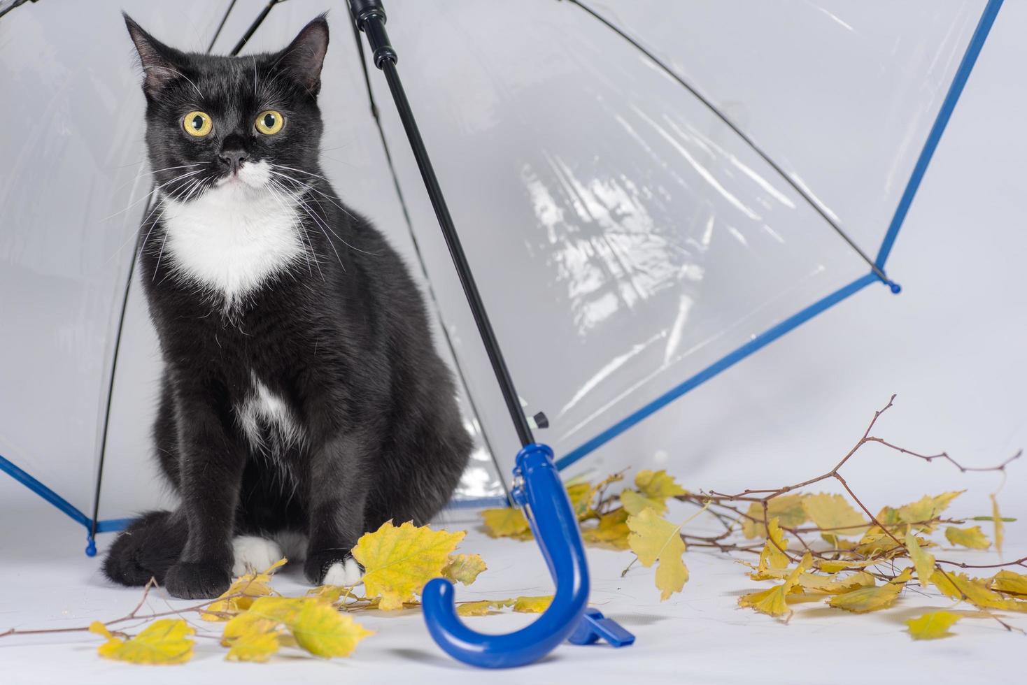 zwart-witte kat met gele herfstbladeren onder een transparante paraplu met een blauw handvat foto