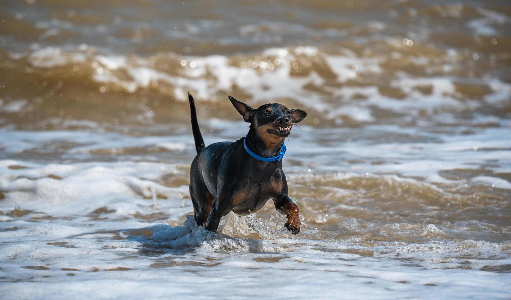 Dobermann-hondpuppy zwemt in vuil water tijdens een overstroming foto