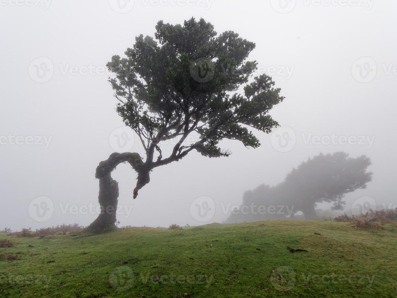 magisch mistig Woud en laurier bomen met ongebruikelijk vormen veroorzaakt door hard wind. reizen de wereld. fee verhaal plaats. fanatiek Woud, laurisilva van Madeira, een UNESCO wereld erfenis, Portugal. foto