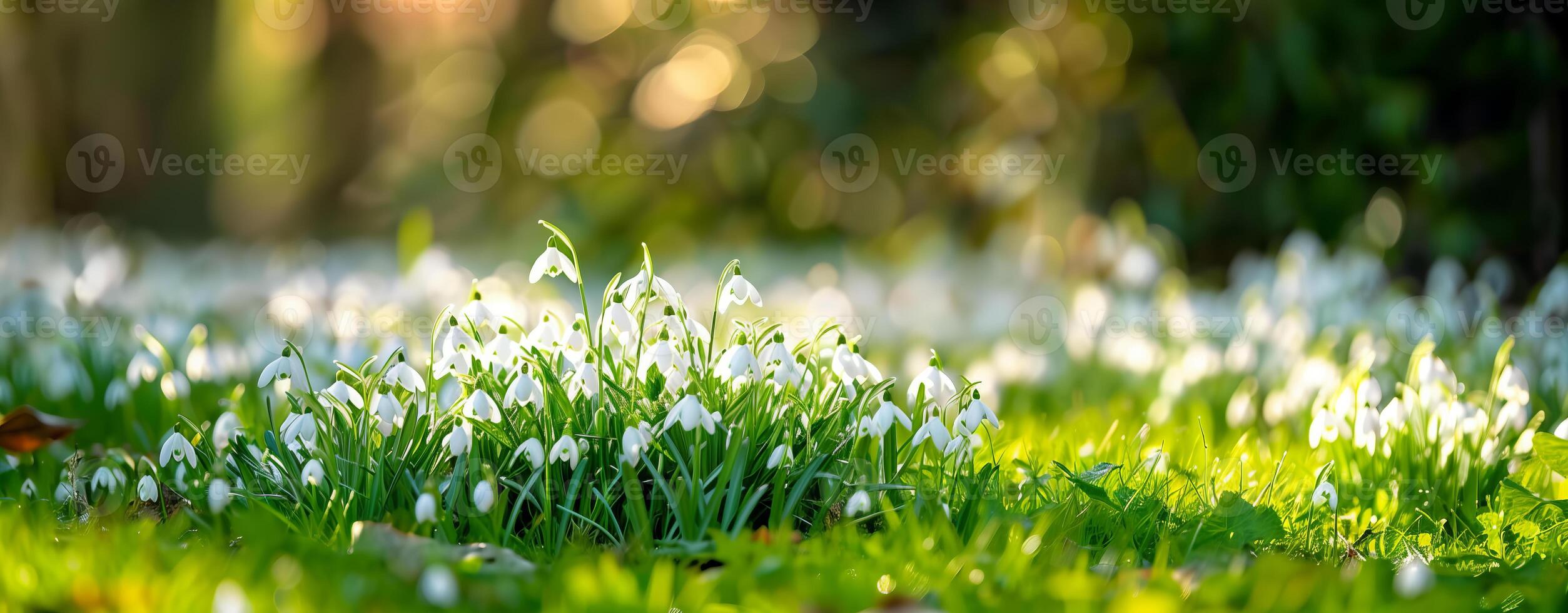 foto van mooi voorjaar wit bloemen met wazig achtergrond. de bloemen zijn gebeld sneeuwklokjes.