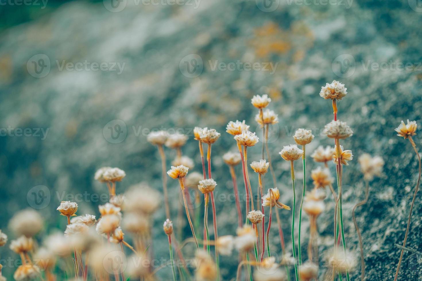 kleine wilde bloemen foto