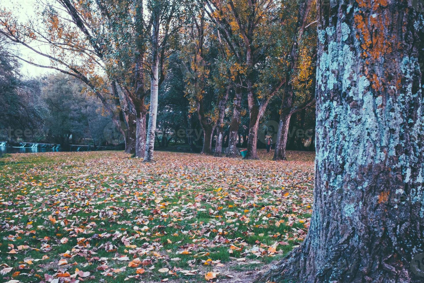 vallen in het park foto