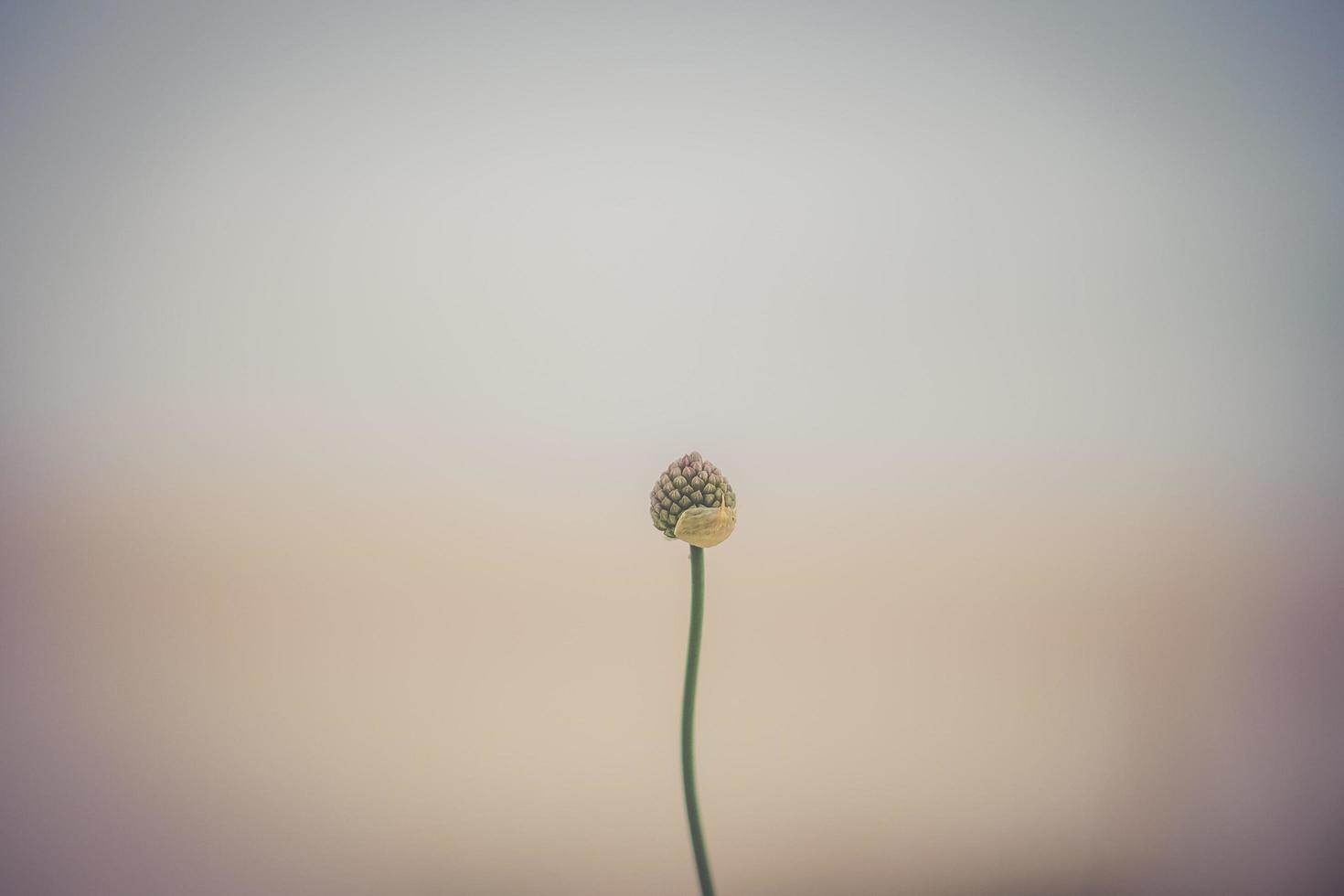 mist op het strand foto