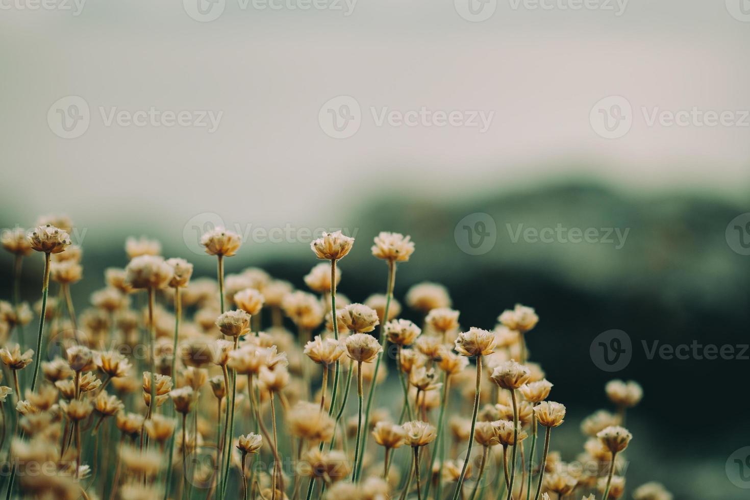 kleine wilde bloemen foto