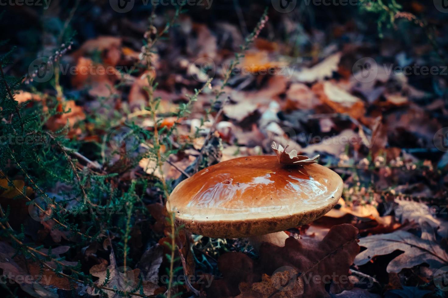 paddenstoel in het bos foto