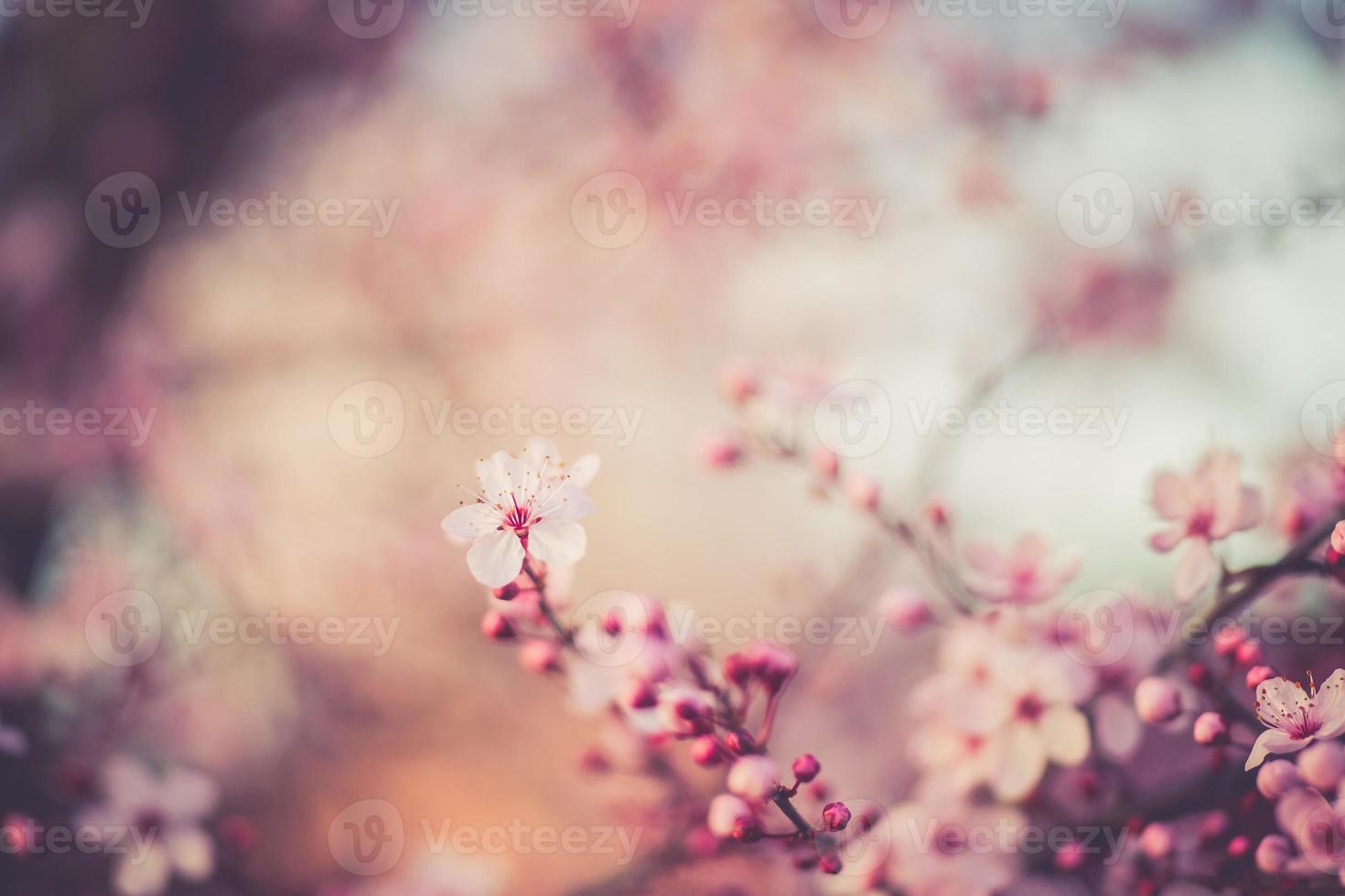 sakura festival bloemen foto