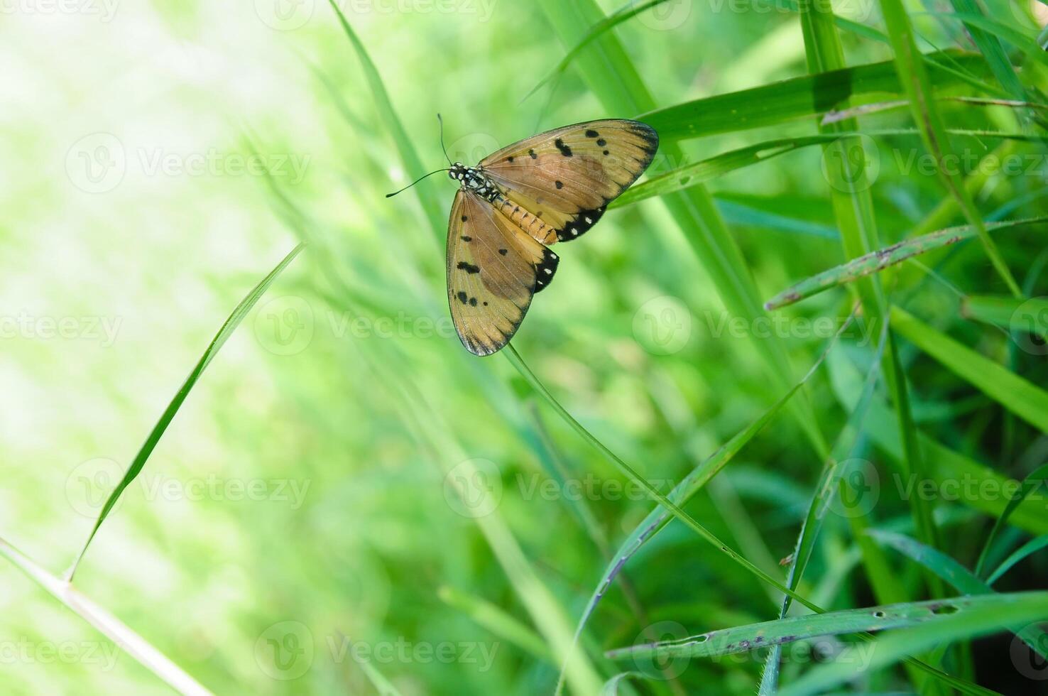 een oranje vlinder acraea terpsicore foto