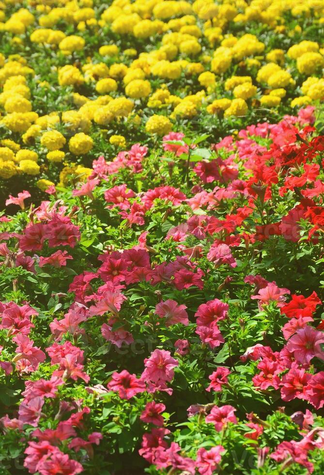 de structuur van een groot aantal van verschillend kleurrijk bloemen geplant in een bloem bed foto