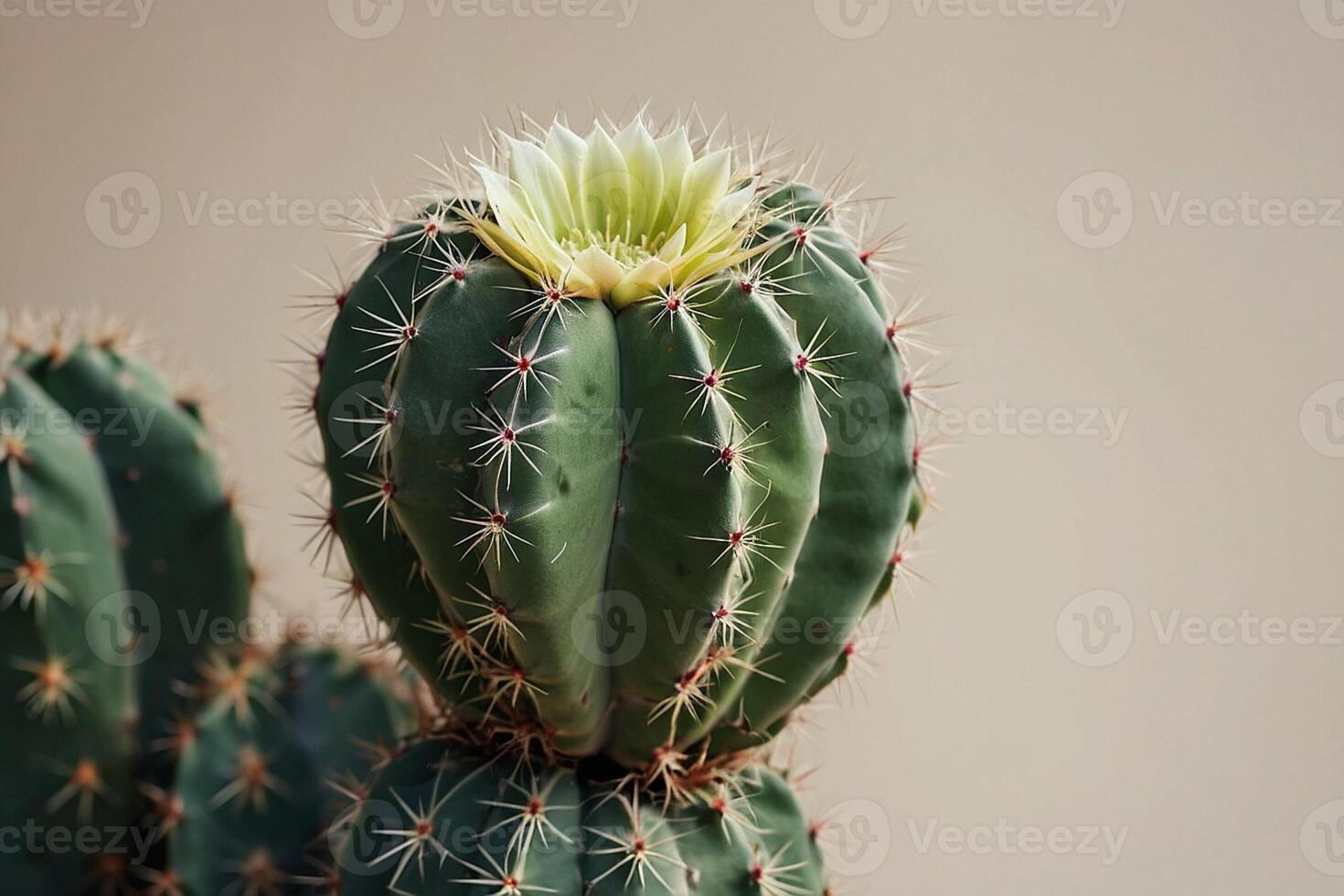 een cactus fabriek is getoond in voorkant van een grijs muur foto