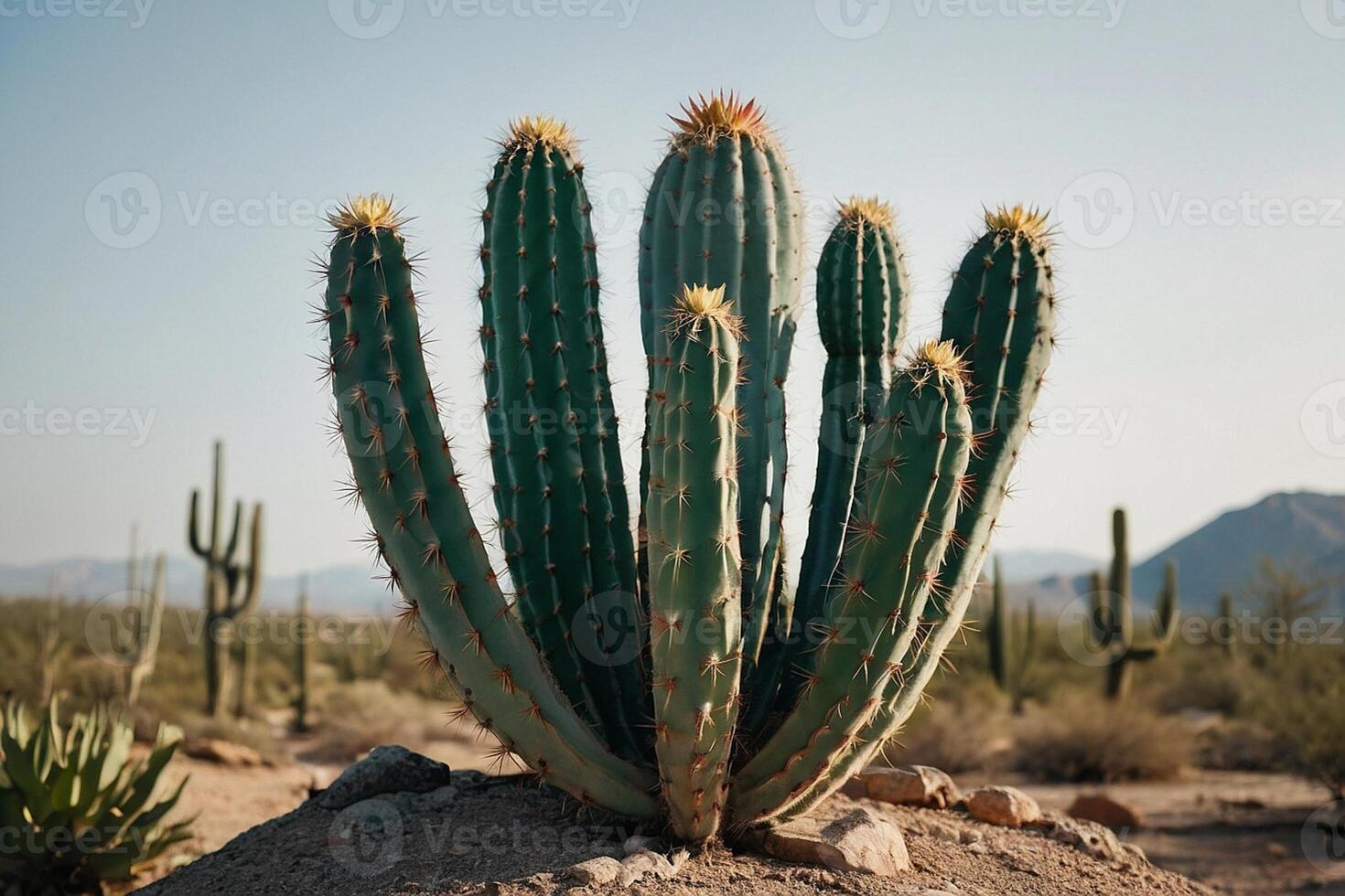 een cactus fabriek is getoond in een woestijn milieu foto