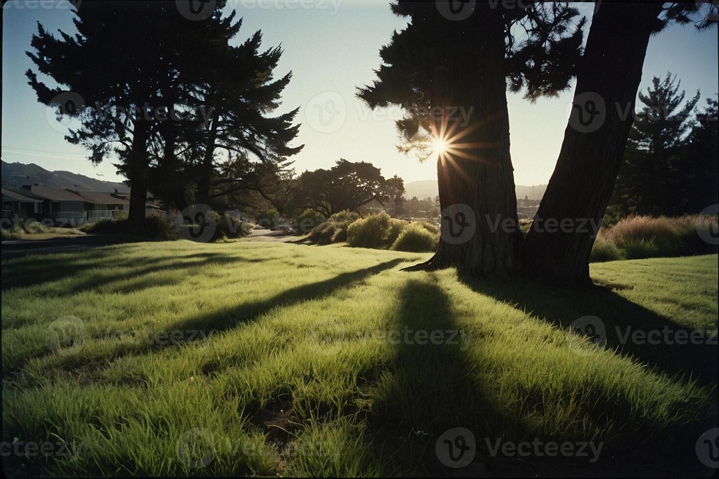 een met gras begroeid Oppervlakte met bomen en een zon schijnend door foto
