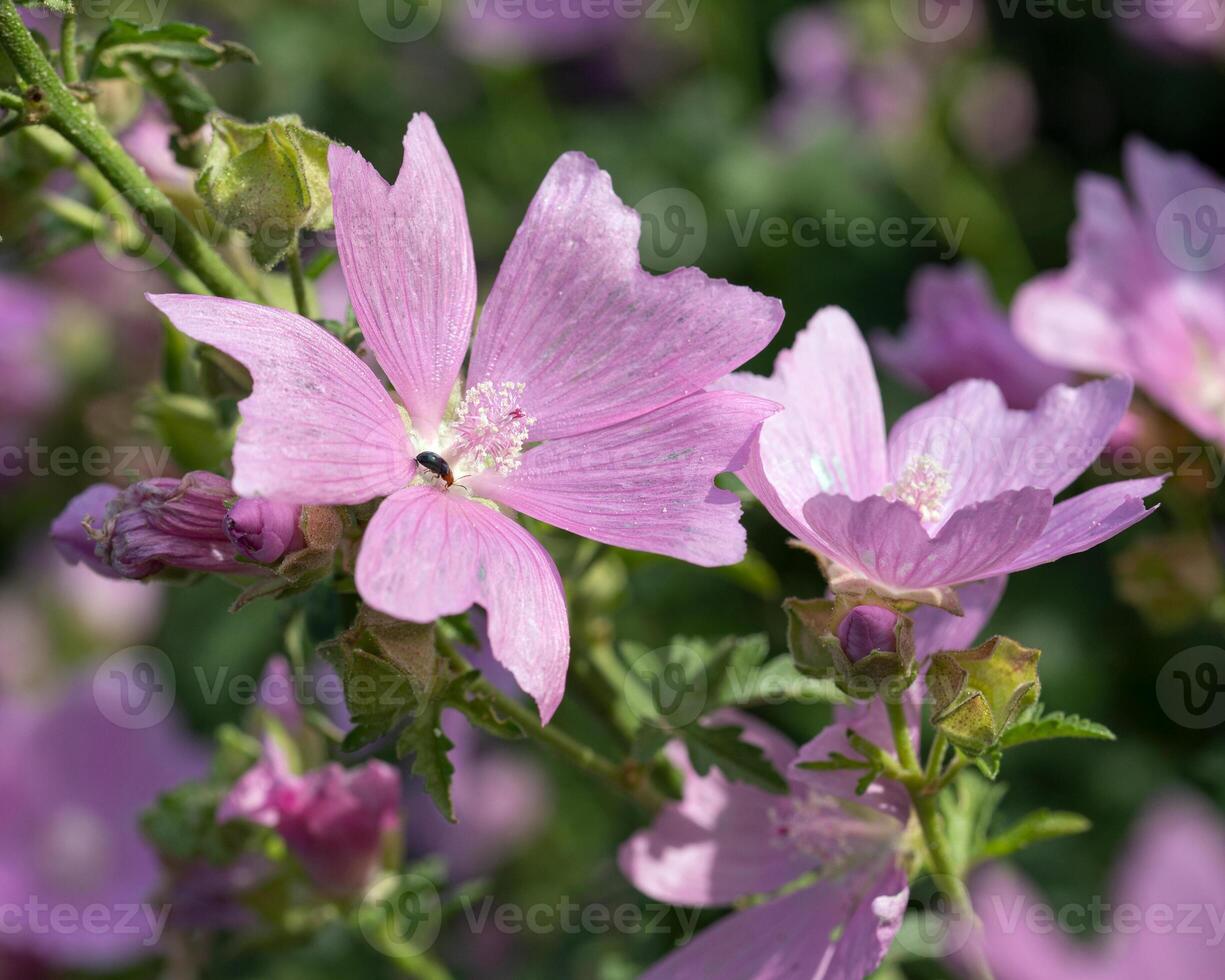 gemeenschappelijk kaasjeskruid, malva sylvestris foto