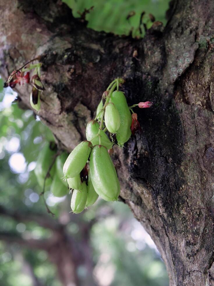 groen belimbi, belimbing wuluh foto